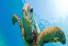 Turtles Guaranteed Snorkel Sail in Honolulu, Hawaii