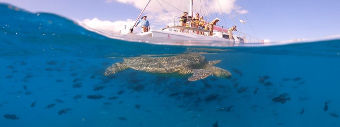 Waikiki Turtle Snorkeling Adventure in Honolulu, Hawaii