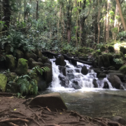 Rainbow Kayak Tours of Wailua River - Kauai photo submitted by Bethanie Powell