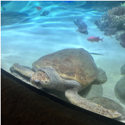SEA LIFE Orlando Aquarium photo submitted by Shawnte Hester