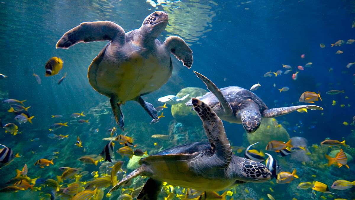 12 Essential SeaWorld San Diego Tips for Families